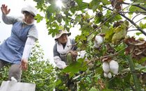 綿花が摘み取りシーズン　真岡
