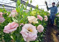 足利でトルコギキョウ出荷