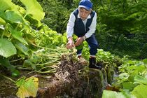 ワサビ収穫本格化