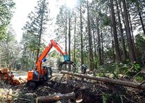 五輪選手村建設用の木材伐採進む 矢板