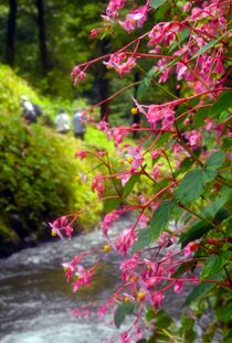 シュウカイドウが見頃　栃木