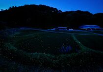 八溝のホタル写真集に