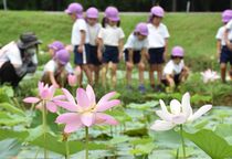 大田原の妙徳寺「大賀ハス」が見頃