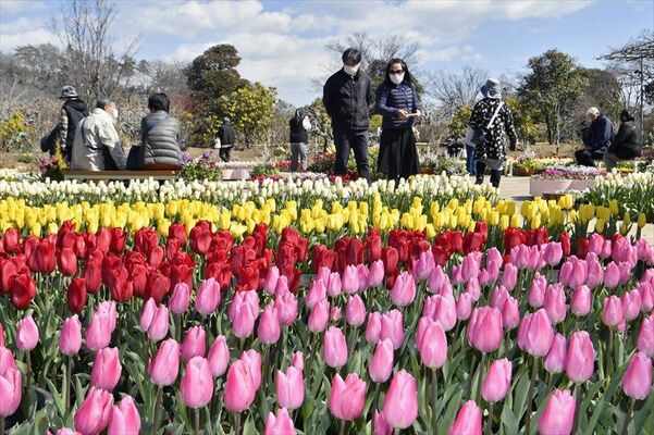 青空の下、園内をカラフルに彩るチューリップ＝４日午前11時15分、足利市迫間町