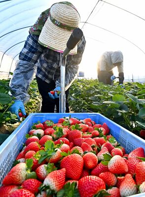 収穫作業が進む「とちあいか」＝１９日午前７時３５分、真岡市大根田