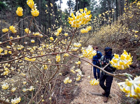 幻想的な景観が人気を集めた２０２３年３月のミツマタ群生地