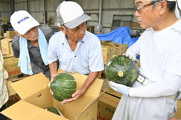 丸々と育った中山かぼちゃを確認する部会員ら