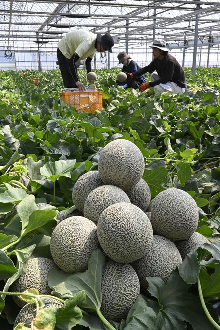 収穫の最盛期を迎えたタカミメロン＝19日午前８時50分、芳賀町東水沼