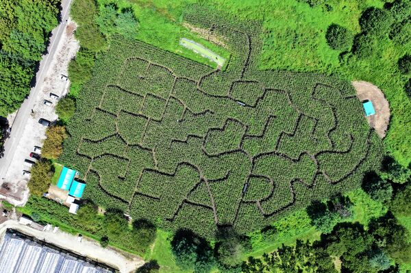 トウモロコシ畑に作られた巨大迷路。上空から見ると「ＦＡＲＭ」の文字が隠れている＝18日午前10時40分、那須塩原市千本松、ドローンから