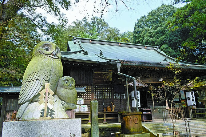 境内にフクロウがすむ野木神社