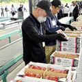 日本一のイチゴ産地・真岡で「とちあいか」出荷始まる　９月に突風被害、影響なく出来上々