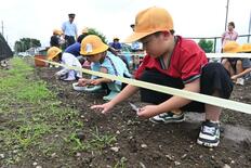 ヒマワリ大きくなぁれ