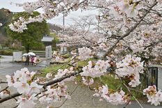 栃木県内桜便り2026　大宿街道の桜並木（大田原）　NHK朝ドラ「風、…
