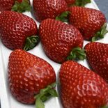 真岡のいちご園のとちあいかが最高金賞　栃木県内農家で初、“王国”の意地…