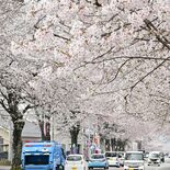 鹿沼の「美しすぎる桜並木」見頃 夜間ライトアップ、4月5日に「さくらま…