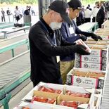 日本一のイチゴ産地・真岡で「とちあいか」出荷始まる　９月に突風被害、影…