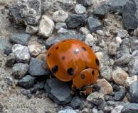 宇都宮市内で初確認