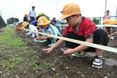 ヒマワリ大きくなぁれ