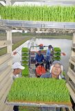 「県内一の米どころ」早くも田植え　大田原の関谷さん方　コシヒカリとなすひかり「たくさん食べて」