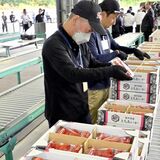 日本一のイチゴ産地・真岡で「とちあいか」出荷始まる　９月に突風被害、影響なく出来上々