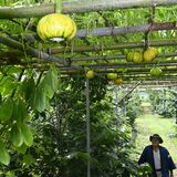 カボチャ丸く頭上に実る　那須烏山のファームポポー　５品種が収穫期迎える