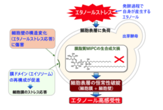 酵母はなぜ自ら作ったエタノールで死なないのか?
