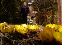 フクジュソウが見頃　大田原