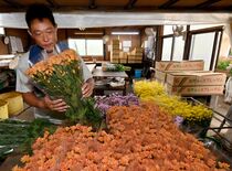 スプレーマム出荷ピーク