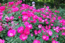 真岡・井頭公園でバラ見頃