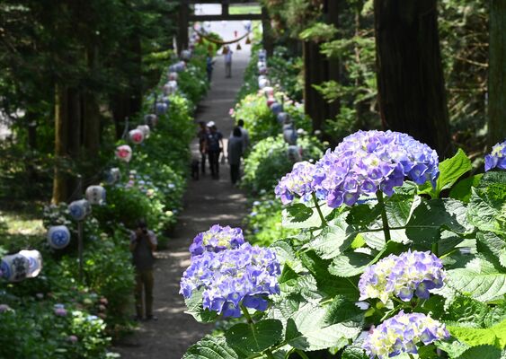 参道沿いに咲き始めたアジサイ