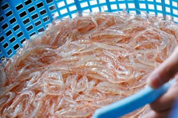 富山湾で初水揚げされたシロエビ=3日午前、富山県射水市