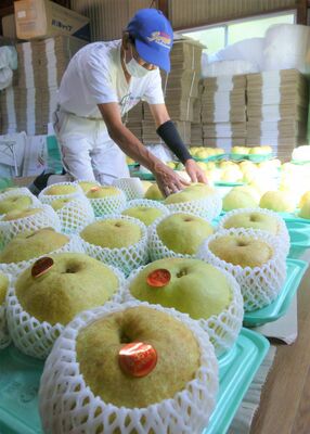 出荷が最盛期を迎えている大玉ナシ「かおり」