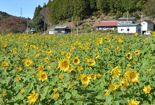 県道沿いで咲き誇るヒマワリ