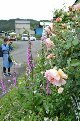 荒井さん方で見頃となっているバラや草花