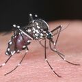 かゆくない！？蚊どこに...　猛暑、少雨で“夏バテ”　近年 秋に活発化　９月下旬にかけ大量発生の可能性