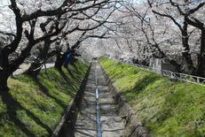 旧袋川の桜並木、左岸側のみ保存へ　足利、地元自治会が方針固める
