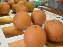 出来栄えに「にっこり」　栃木でナシ出荷へ規格確認