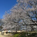 歴史と文化薫る桜の杜　古墳と花、季節の祭り　下野・天平の丘公園