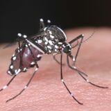 かゆくない！？蚊どこに...　猛暑、少雨で“夏バテ”　近年 秋に活発化　９月下旬にかけ大量発生の可能性