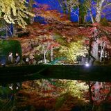 益子の円通寺で紅葉ライトアップ　境内で色づく木々　幻想的に水面に映え