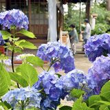 雨上がりの境内、アジサイしっとりと　芳賀天満宮で見頃　７月まで祭り