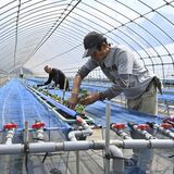 栃木県内、「ナフサ」不足の懸念広がる 中東情勢緊迫化で仕入れ停滞や値上げ直面 イチゴにも影響が