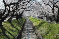 旧袋川の桜並木、左岸側のみ保存へ　足利、地元自治会が方針固める