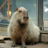 県なかがわ水遊園のカピバラ死ぬ　大水槽泳ぐ姿人気　「茶々丸」悼み献花台