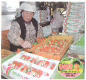 ＜ＪＡ安佐＞苺部会　「顔」入りパッケージ好評