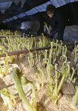 那須塩原などでウド収穫ピーク