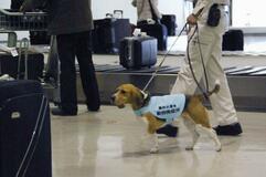 アフリカ豚熱へ警戒強化、農水省