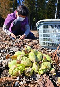 フキノトウ収穫最盛期