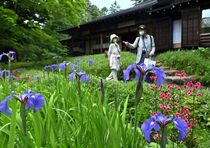 ナスヒオウギアヤメ開花　日光