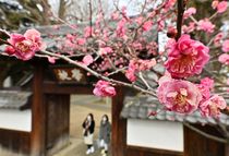 足利学校の寒紅梅